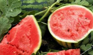 黑美人西瓜种植技术