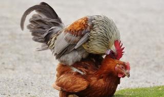 男子高速与公鸡打架